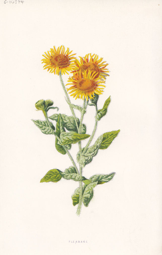 FLOWERS. Fleabane c1895 old antique vintage print picture